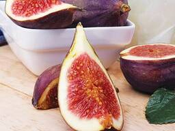 Саженцы плодовых деревьев - ищем торговых представителей в Болгарии