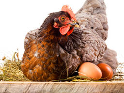 Продаваме охладено и замразено пилешко месо (1,1-1,6 кг)