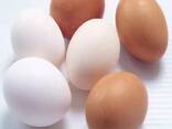 ТЪРГОВИЯ НА ЕДРО Най-качествени трапезни пилешки яйца от ферма - фото 2