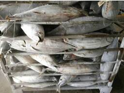 Wholesale good quality Fresh frozen frozen skip jack fish skipjack tuna for sale