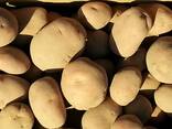 Wholesale potatoes from Poland - photo 2