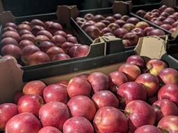 Ябълки Гала, Принц, Найдаред. круша Конференция