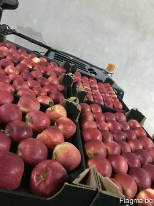 Яблоки из Польши