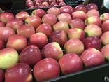 Яблоки из Польши - фото 2