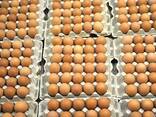 Яйца Куриные - фото 2