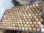 Яйца Куриные - фото 3