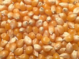 Yellow corn