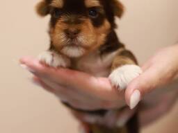 Yorkshire terrier puppy ( Йоркширски териер )