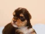 Yorkshire terrier puppy ( Йоркширски териер ) - фото 2