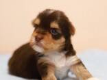 Yorkshire terrier puppy ( Йоркширски териер ) - фото 3