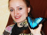 Живые бабочки - продажа готового бизнеса, франшиза. - фото 2